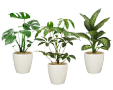 植物Mサイズレンタル料金