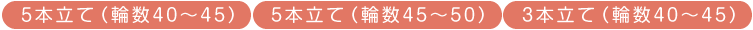 胡蝶蘭(5本立て・3本立て 輪数40~50)