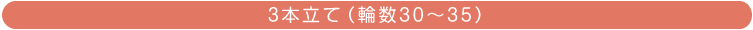 胡蝶蘭(3本立て 輪数30~35)