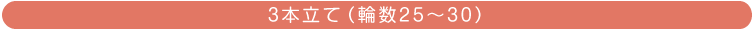 胡蝶蘭(3本立て 輪数25~30)