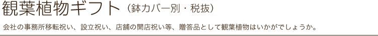 観葉植物ギフト