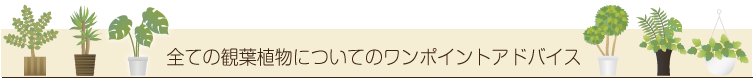 全ての観葉植物についてのワンポイントアドバイス