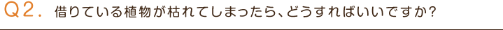 Q2.借りている植物が枯れてしまったら、どうすればいいですか？