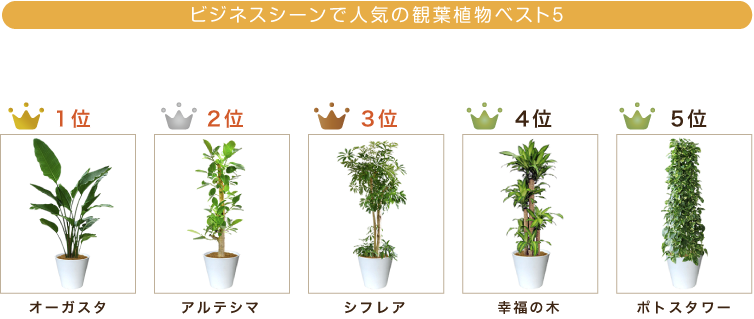 ビジネスシーンで人気の観葉植物ベスト５